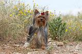 YORKSHIRE TERRIER 407